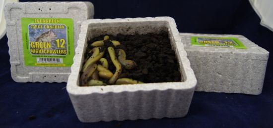 Large Green Nightcrawlers ~ 12 per tub ~ CASE OF 32-0
