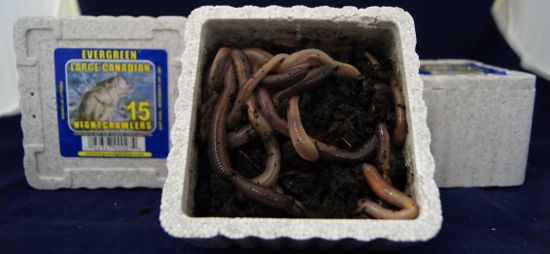 Large Nightcrawlers ~ 15 per tub ~ CASE OF 24-0