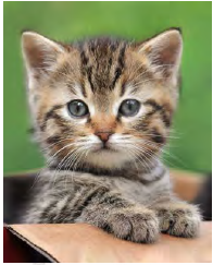 Cute Kitty Micro Mink Throw -0