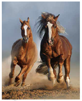 Running Horses Duo Micro Mink Throw -0