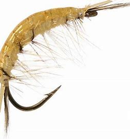 Yellow Scud Nymph-0