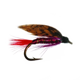 Dark Montreal Trout Wet-0