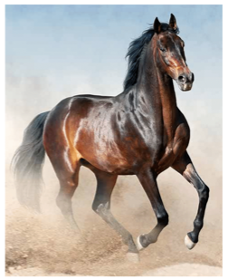Running Free Horses Micro Mink Throw -0