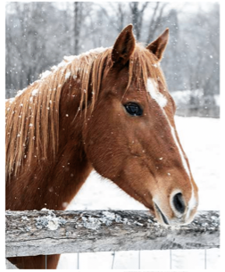 Rustic Horse Micro Mink Throw -0