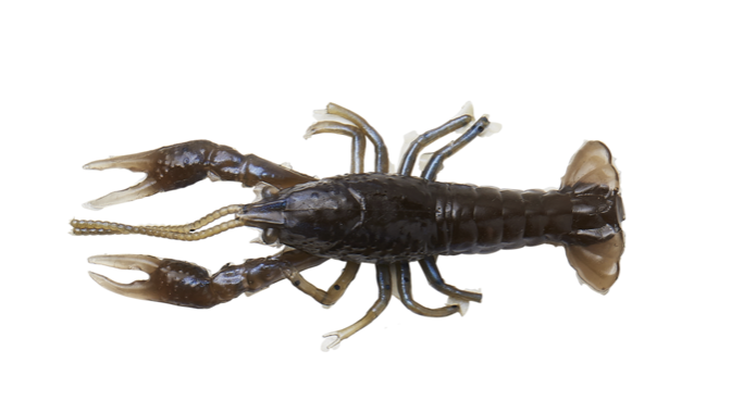 Savage Gear 2-1/2" Ned Craw - 4 pieces ~ Magic Craw-0