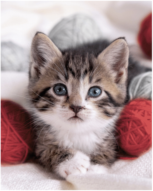 Yarn Ball Kitty Printed Micro Mink Throw ~ 48" x 60"-0