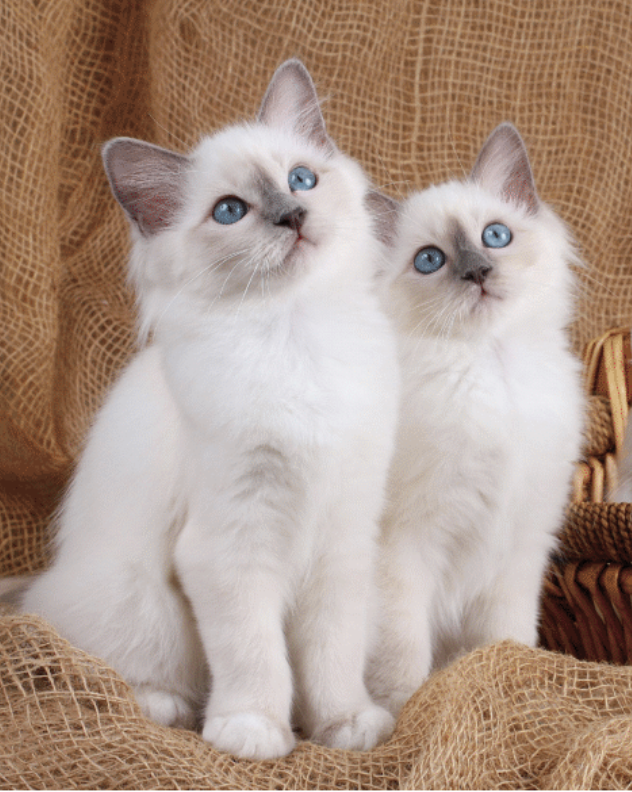 Kitty Pair Printed Micro Mink Throw ~ 48" x 60"-0